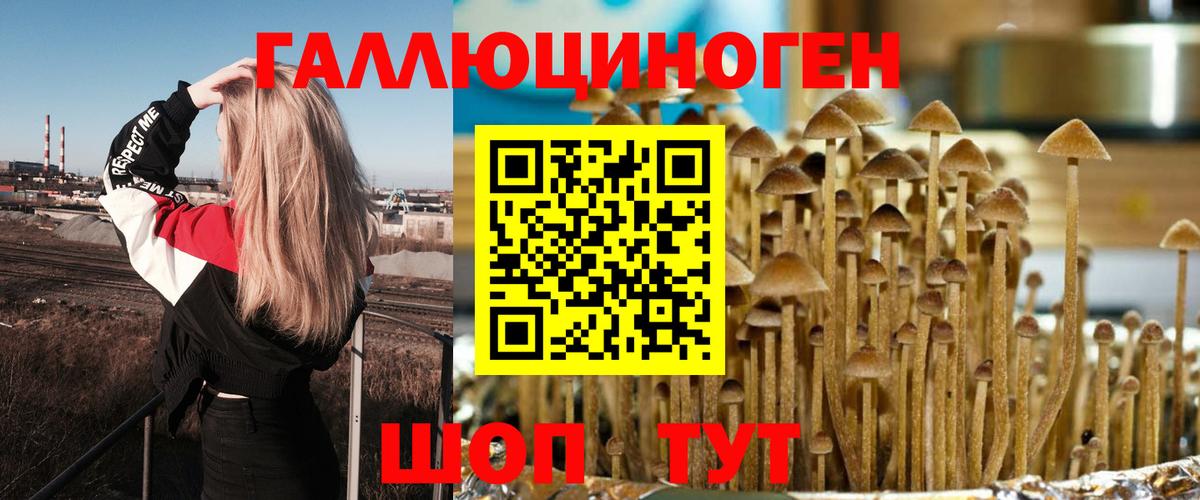 Галлюциногенные грибы Psilocybe Ахтубинск